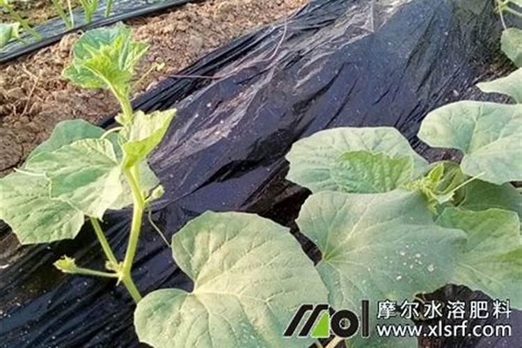 香瓜什么时候冲施肥