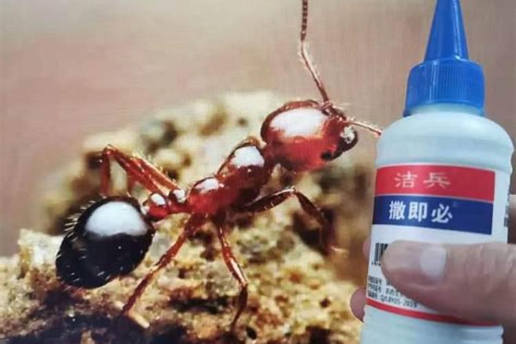 蓝莓施什么肥最好