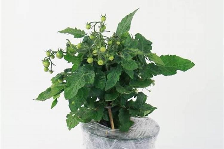 西红柿做肥料不发酵可以用吗西红柿怎么做花肥