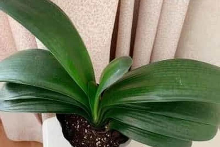 施肥注意事项和方法 施肥的时候要注意的地方