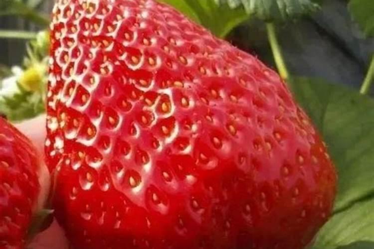 草莓缺钙冲施什么肥料