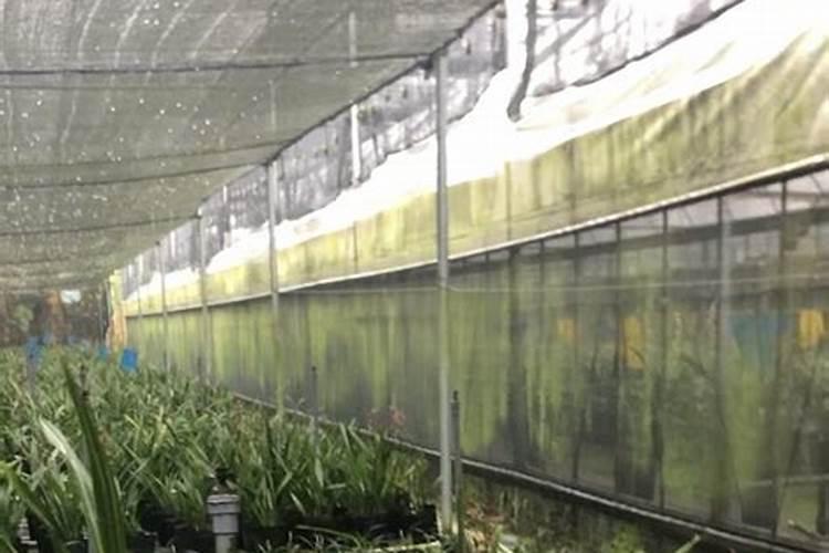 玉米苗期可以喷磷酸二氢钾吗