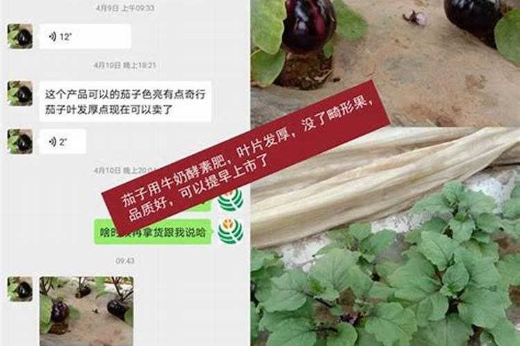 茄子叶面肥过重会卷叶吗