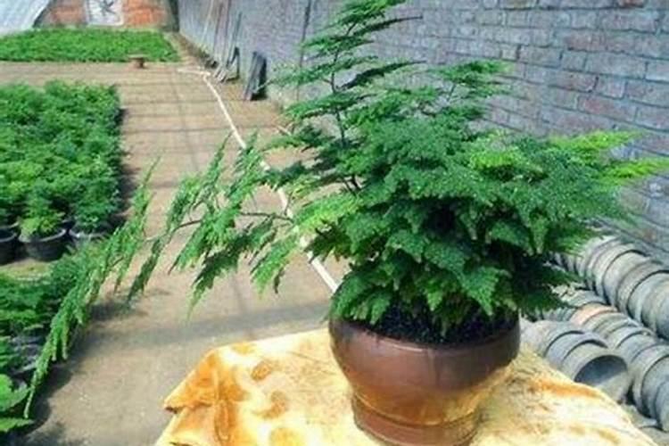 发财树的肥料可以拿来给文竹吗