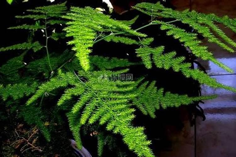 发财树,罗汉松,滴水观音,袖珍椰子,蓝莓和文竹可以施氮磷钾肥吗？