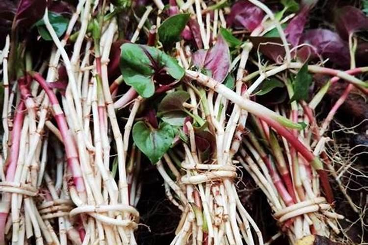家里如何种植鱼腥草 家里鱼腥草种植方法