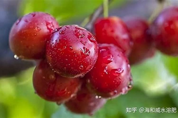 大樱桃春季施什么肥