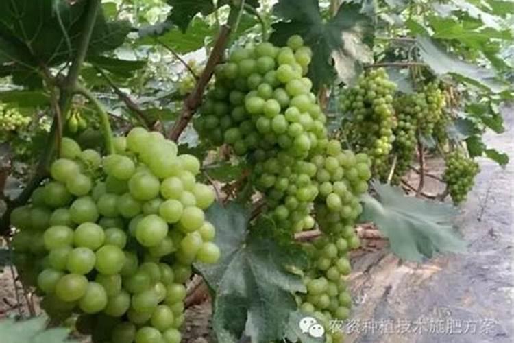 葡萄花期可以喷施叶面肥吗