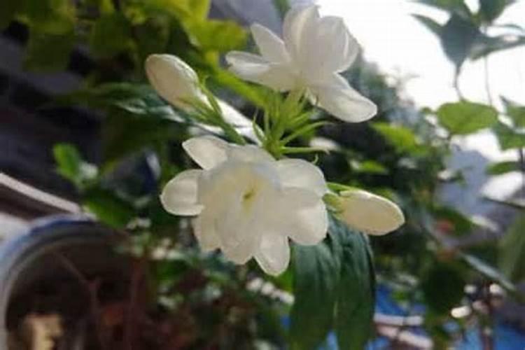 水晶茉莉的养殖方法