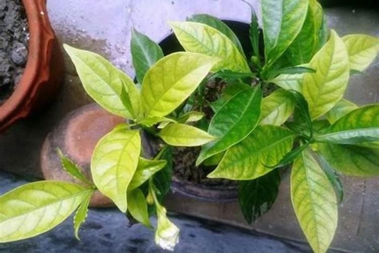 水晶茉莉养殖技术