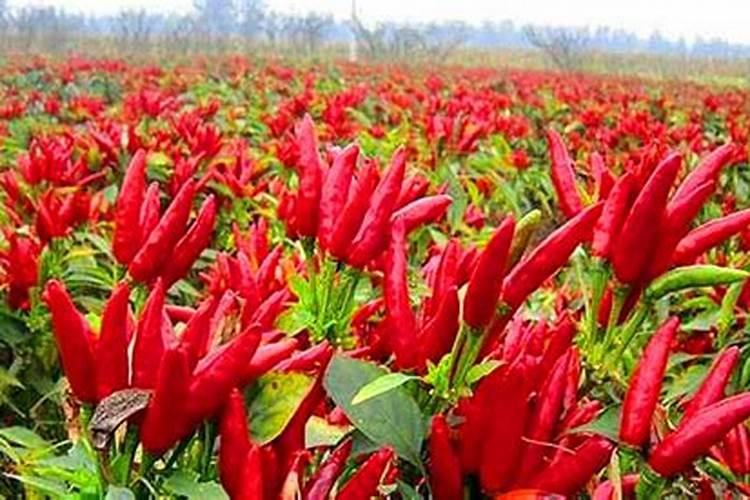 辣椒开花时施什么肥最好