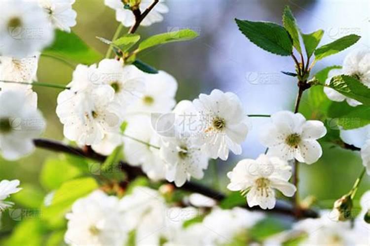 樱花怎么施肥