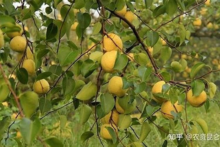 冲施肥八月能给梨冲吗