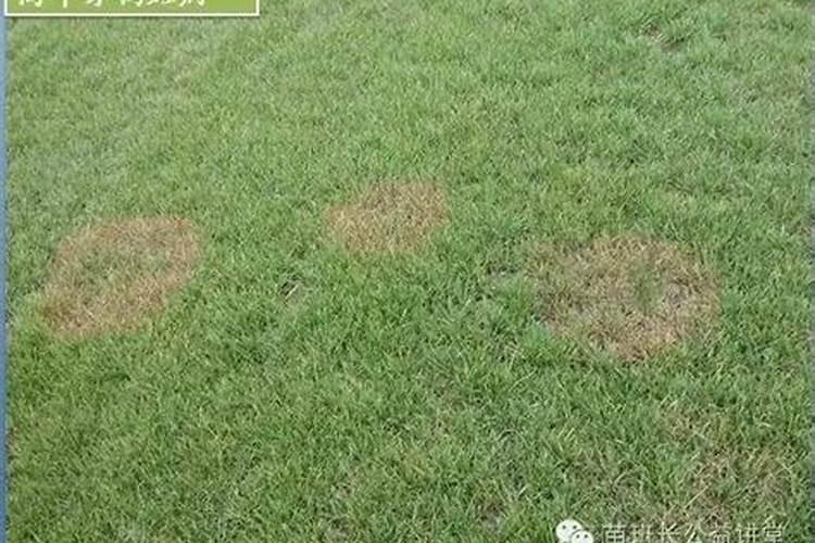 夏季草坪草尖端向下黄化 是什么病 用什么药？