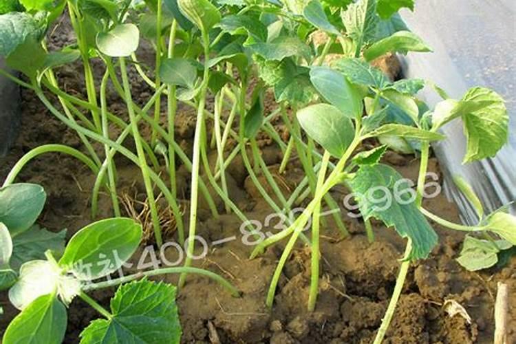 蔬菜苗期用什么肥料？