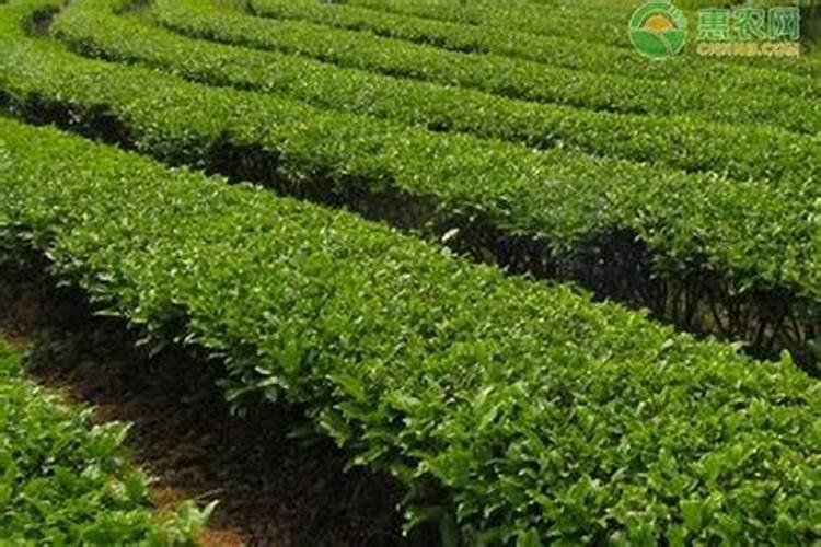茶叶种植管理技术和施肥方法