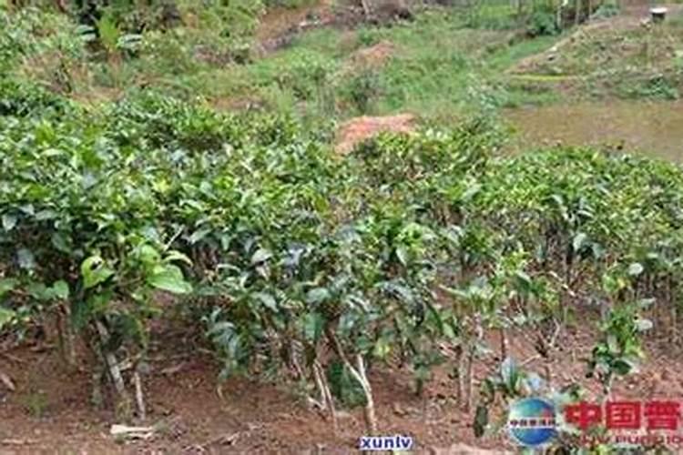 茶叶树的栽培与管理方法 浇水施肥注意事项