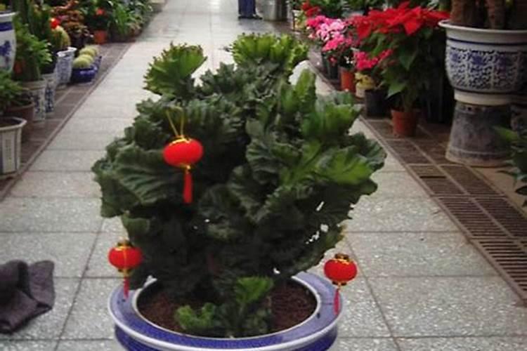 彩麒麟植物养殖方法养殖彩麒麟植物方法