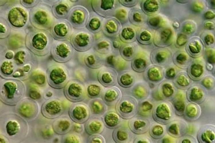 水中的浮游生物怎么处理