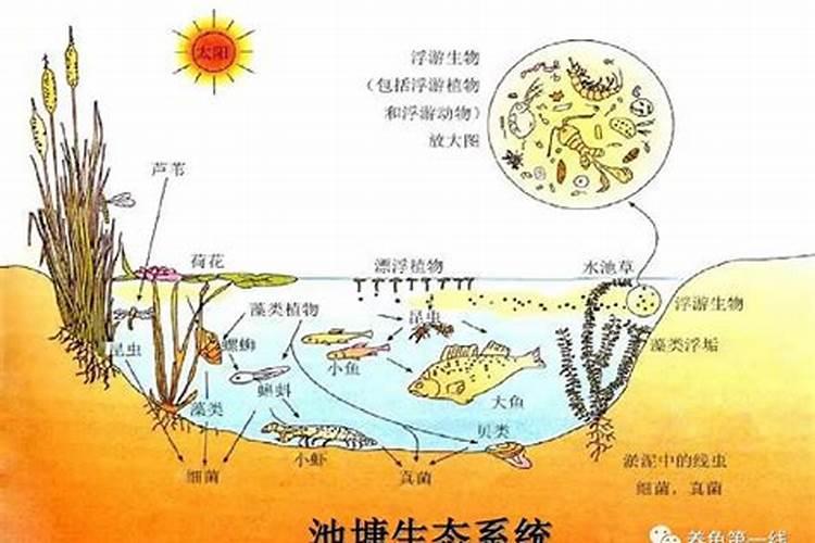 水体富营养化的机理是什么？