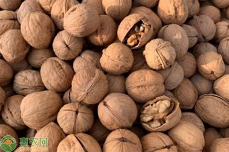 核桃树用什么肥料最好