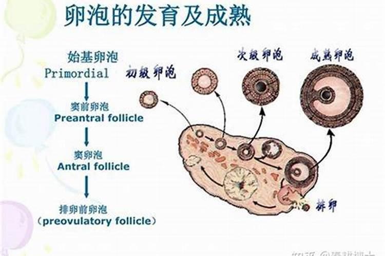 薰衣草施肥方法,用什么肥好