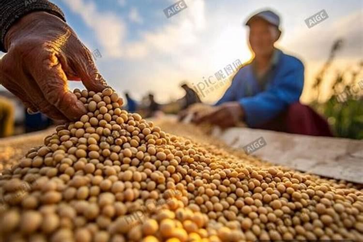 硅对植物生长有何效果,硅肥什么时候施用