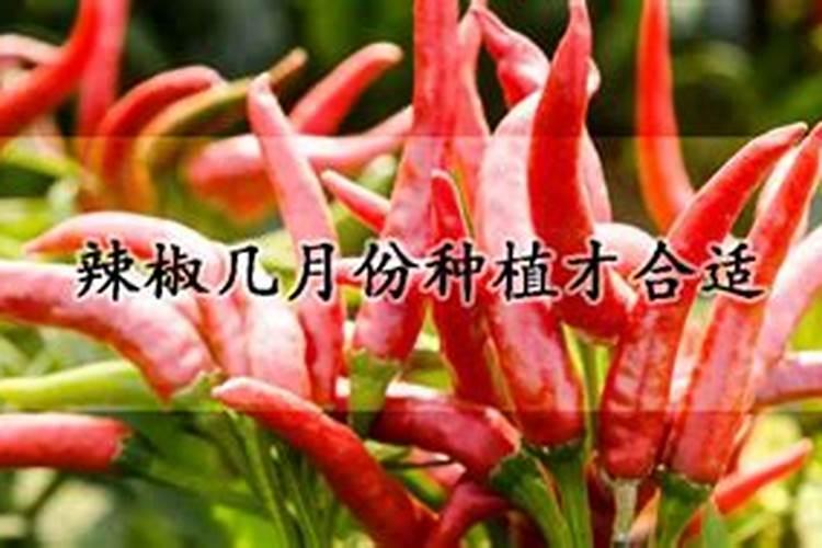 辣椒喷什么叶面肥结果多
