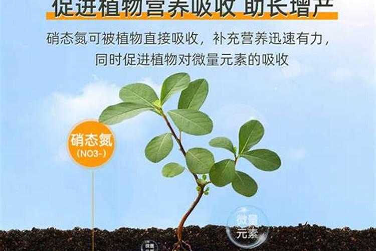 我家的兰草为什么养不好？是这回事,请问怎样才能养好？