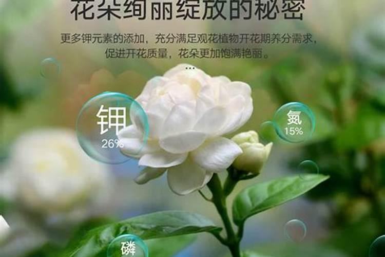 阿斯匹林主要能浇哪种花,可浇兰花和栀子花