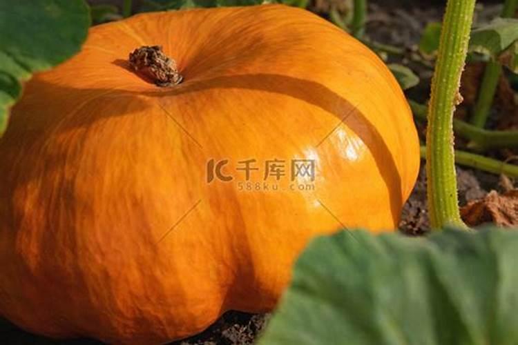 家庭盆栽的南瓜不结果是啥肥多