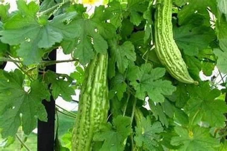 苦瓜冲施什么液体钙肥比较好？