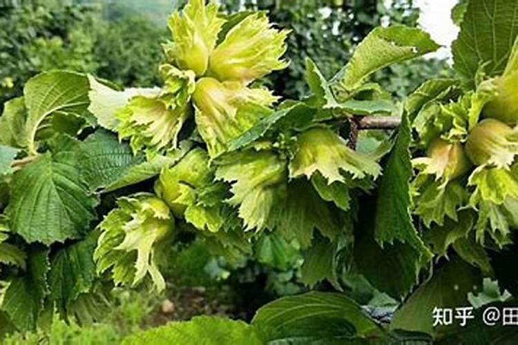 健康VOA(15):著名园丁解释如何种植榛子树