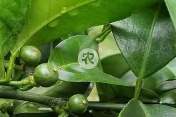 柑橘保花保果用什么药