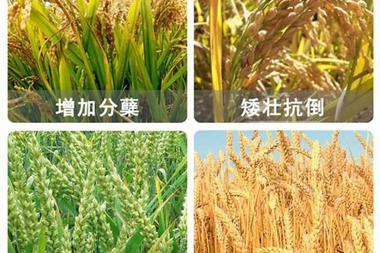 水稻打叶面肥是早上好还是下午好？