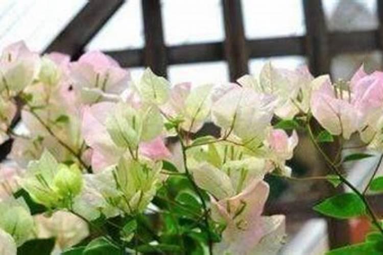 三角梅开花期间能施肥吗？