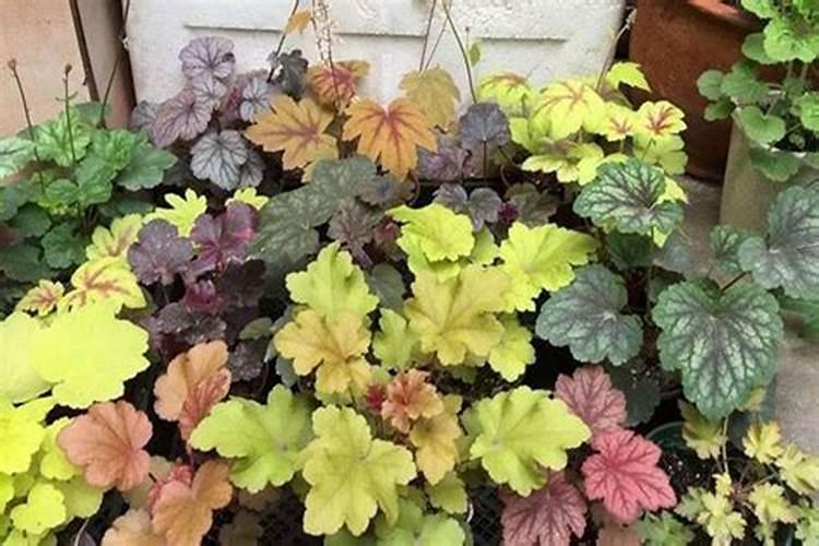 月季花池子土地呈碱性怎样把土壤改良一下