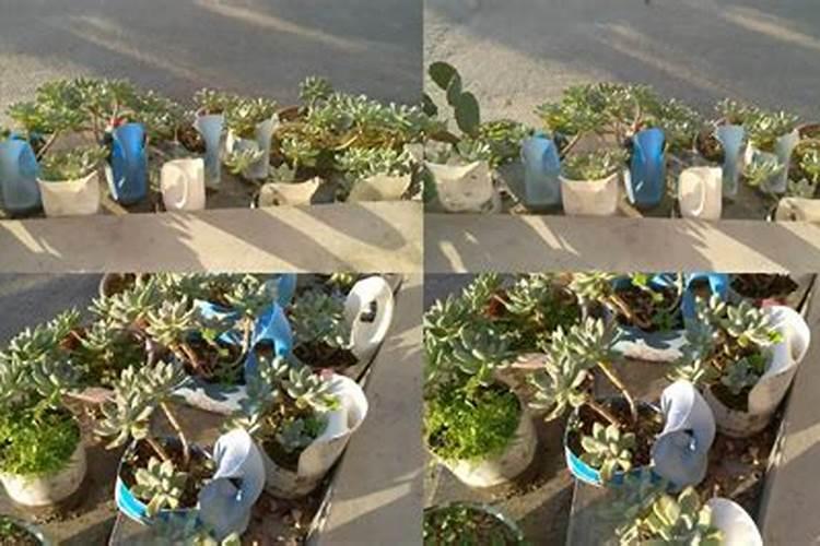 多肉植物能喷磷钾肥吗