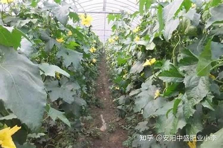 丝瓜要施什么肥