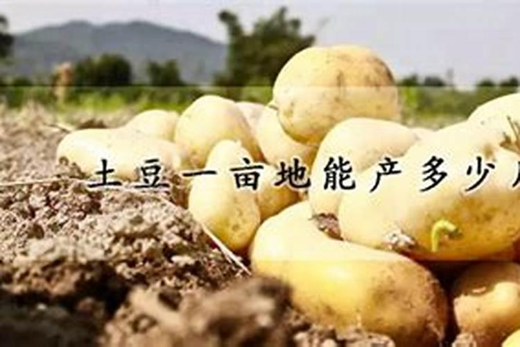 土豆施肥技术要点 马铃薯施肥技术要点