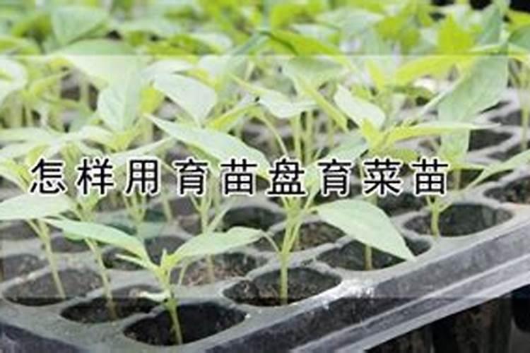 蓝莓育苗方法 育苗基质是什么