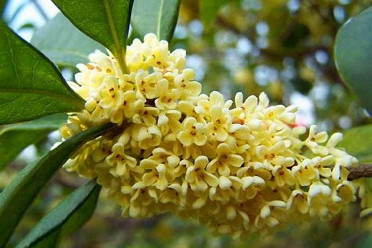 桂花花期能施肥吗,开花时怎么浇水
