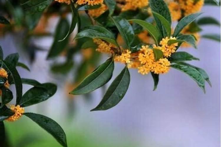 桂花花期能施肥吗,开花时怎么浇水