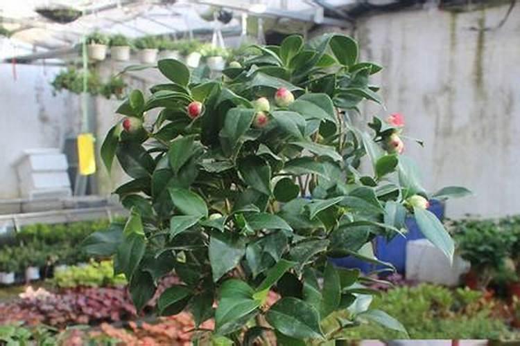 五色赤丹茶花的养殖方法和注意事项