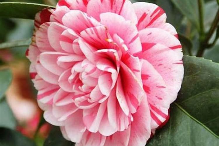 我想请教下五色赤丹茶花怎么养？