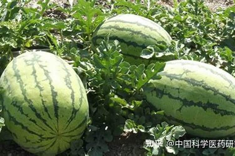 甜瓜用什么肥料好