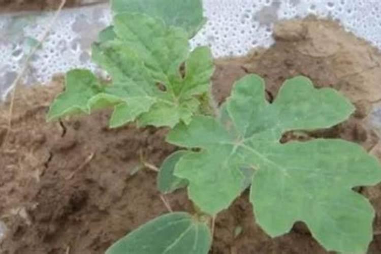 西瓜追肥用什么肥料 西瓜的种植方法
