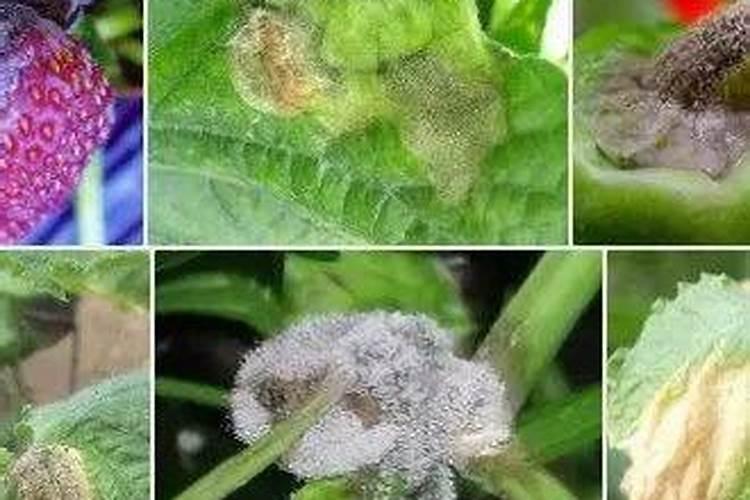 真菌杀菌剂十大排名