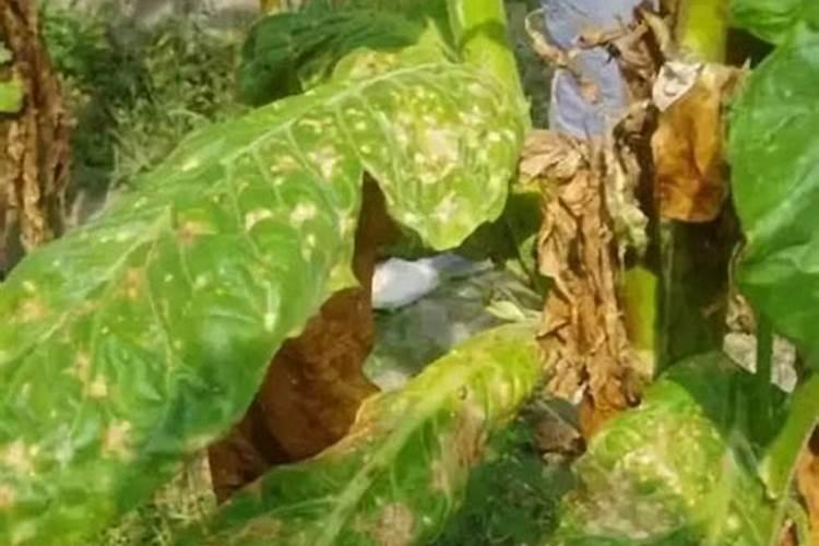 疏菜苗期用什么杀菌剂好