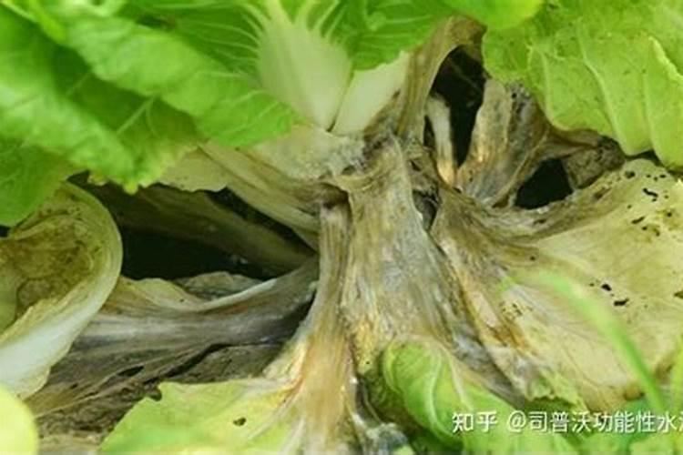 退菌特主治哪些病害